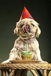 pic for dogs birthday 